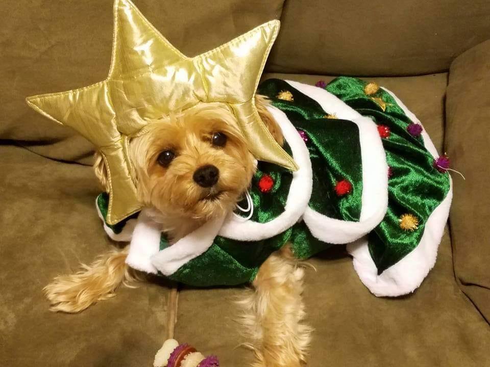 Find Pet Care Information and Veterinarians in Easton, Maryland