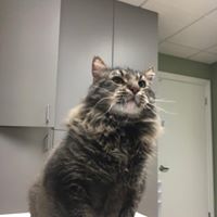 sun city animal hospital arizona
