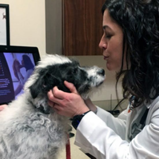 Eastown Veterinary Clinic Grand Rapids, MI