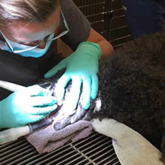 Eastown Veterinary Clinic Grand Rapids, MI