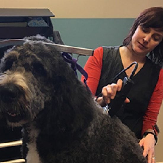 Eastown Veterinary Clinic Grand Rapids, MI