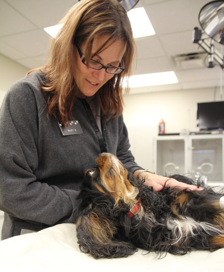 Veterinary Emergency Service West Plymouth, MI