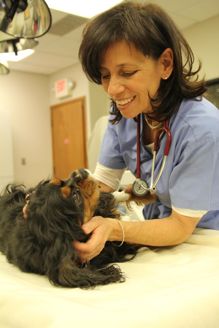 Veterinary Emergency Service West Plymouth, MI