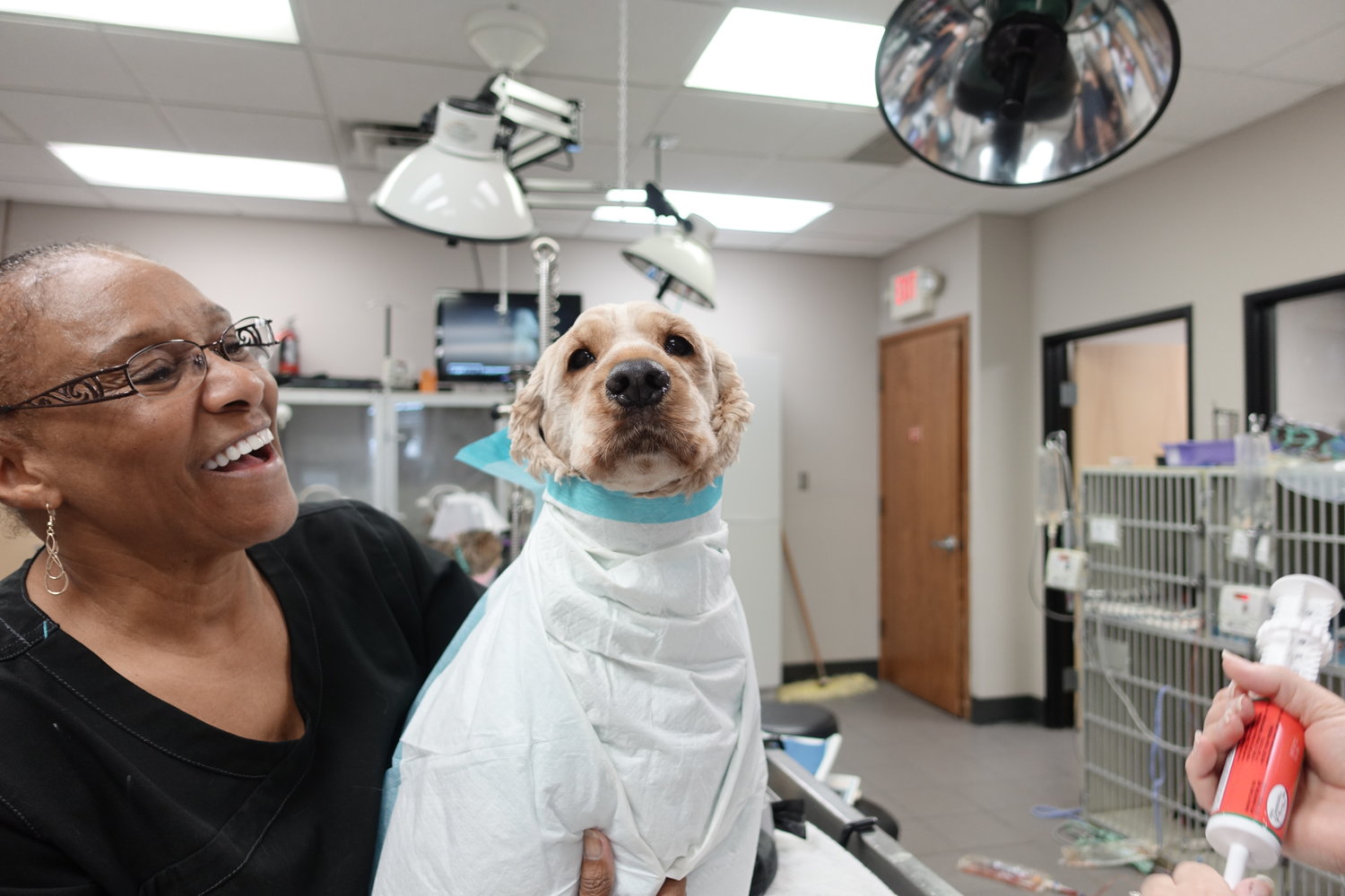 Veterinary Emergency Service West Plymouth, MI