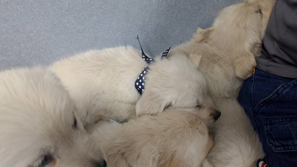 Yale Veterinary Hospital – Yale, MI Yale Veterinary Hospital – Yale, MI