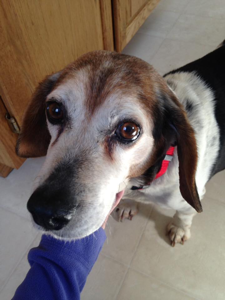 Yale Veterinary Hospital – Yale, MI Yale Veterinary Hospital – Yale, MI