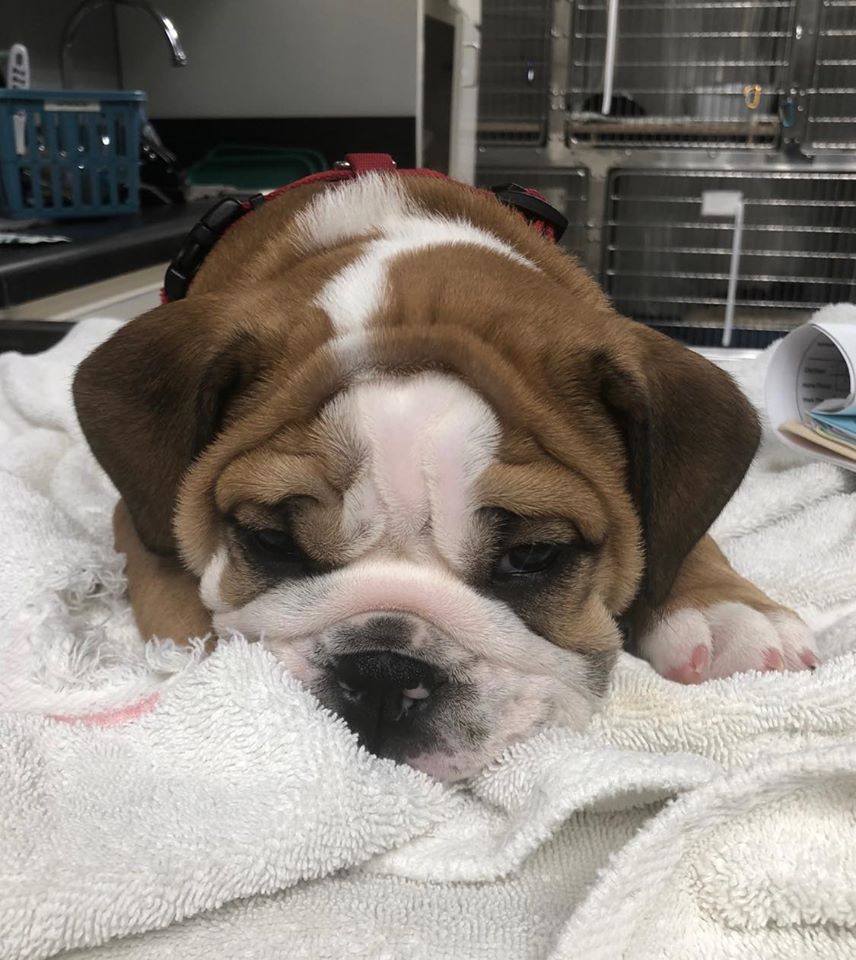 Dilworth Small Animal Hospital – Tupelo, MS Dilworth Small Animal Hospital – Tupelo, MS