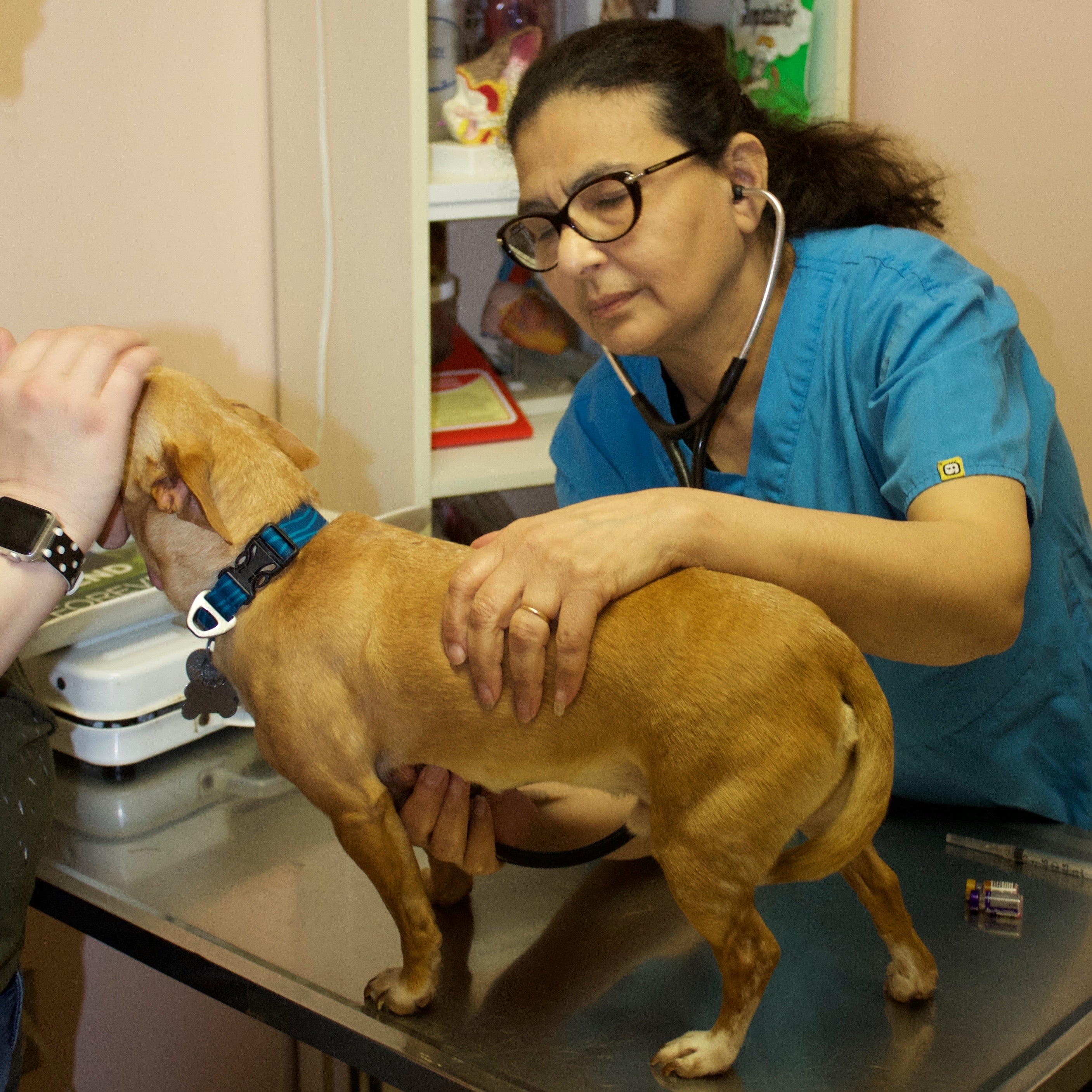 Find Pet Care Information and Veterinarians in Greenacres, California