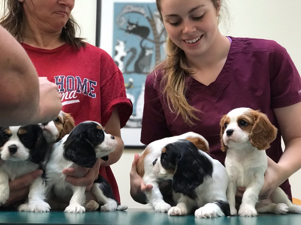 Find Pet Care Information and Veterinarians in Upchurch, North-carolina Find Pet Care Information and Veterinarians in Upchurch, North-carolina