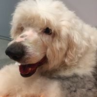 Find Pet Care Information and Veterinarians in Waverly-place, North-carolina Find Pet Care Information and Veterinarians in Waverly-place, North-carolina