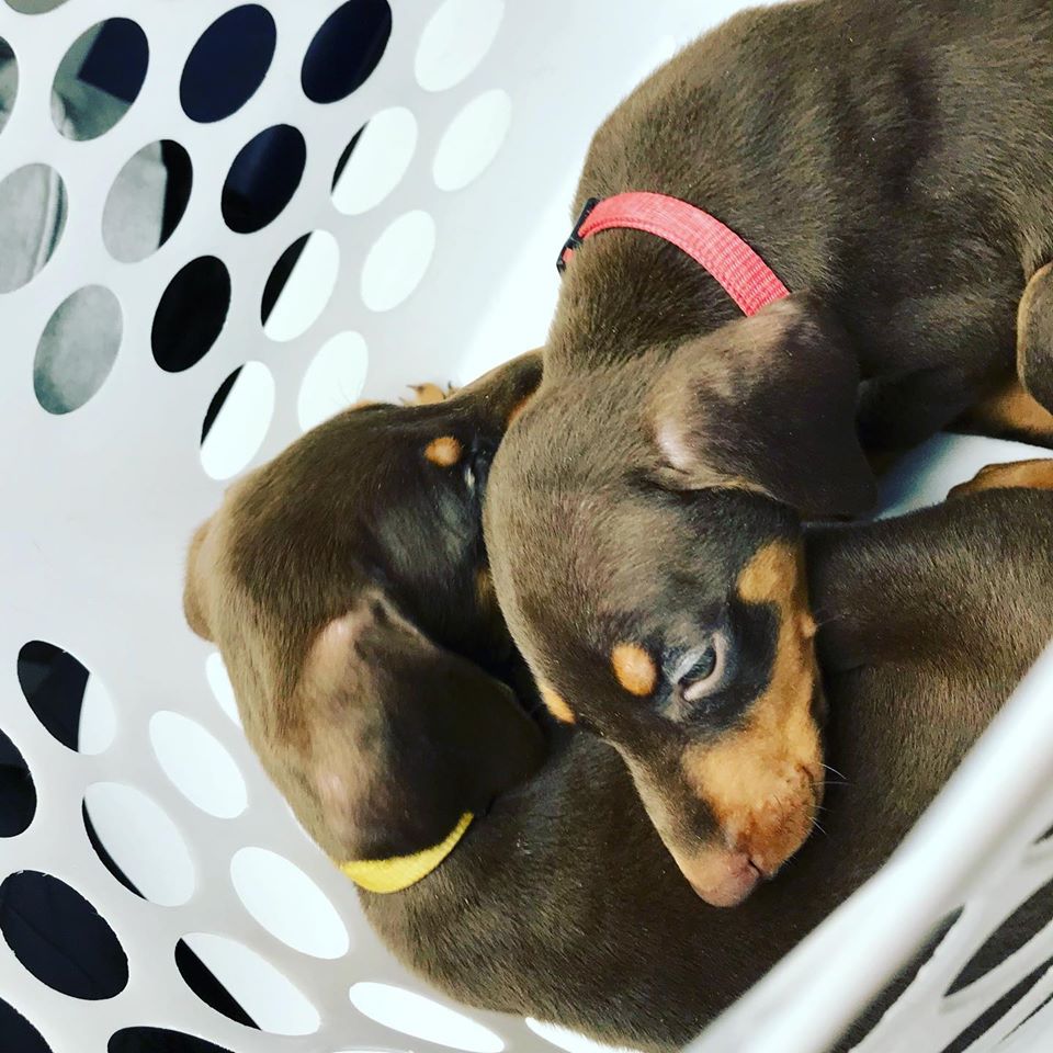 Riverbark Veterinary Hospital Fayetteville Fayetteville, NC