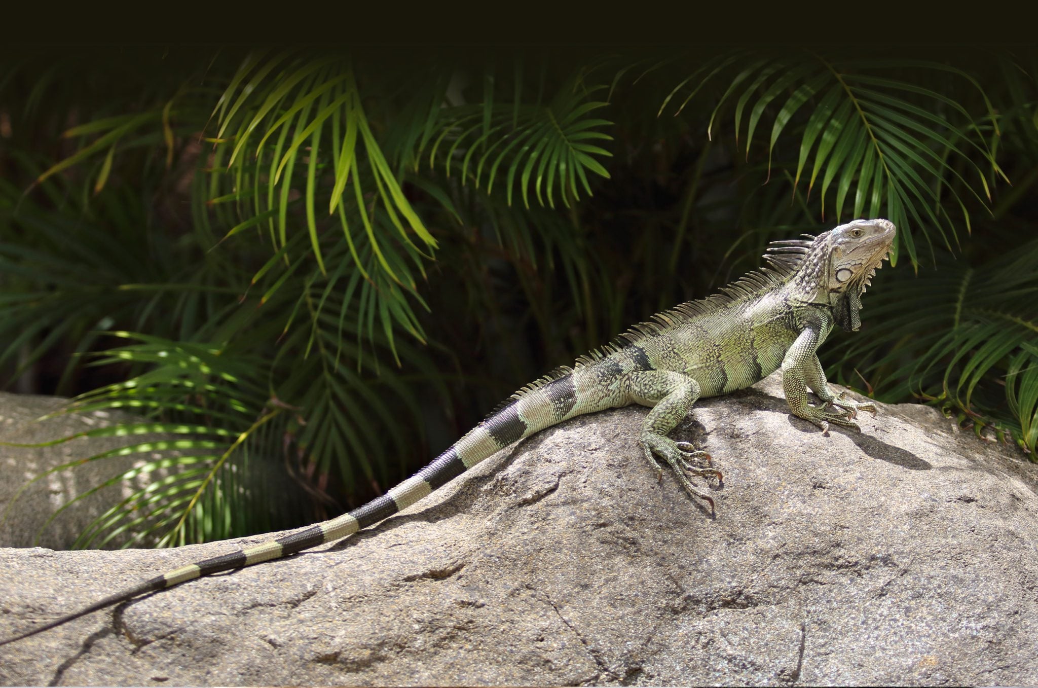 Greenland Animal Hospital Greenland, NH