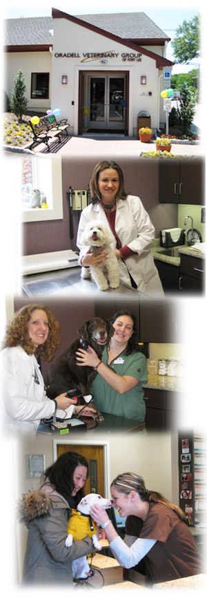 Find Pet Care Information and Veterinarians in Lodi, New-jersey