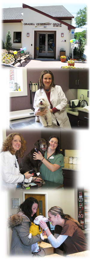 Find Pet Care Information and Veterinarians in Lodi, New-jersey Find Pet Care Information and Veterinarians in Lodi, New-jersey