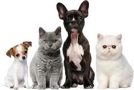 Find Pet Care Information and Veterinarians in La-cuesta, New-mexico