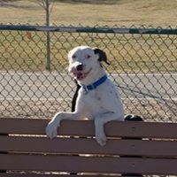 Petroglyph Animal Hospital – Albuquerque, NM Petroglyph Animal Hospital – Albuquerque, NM