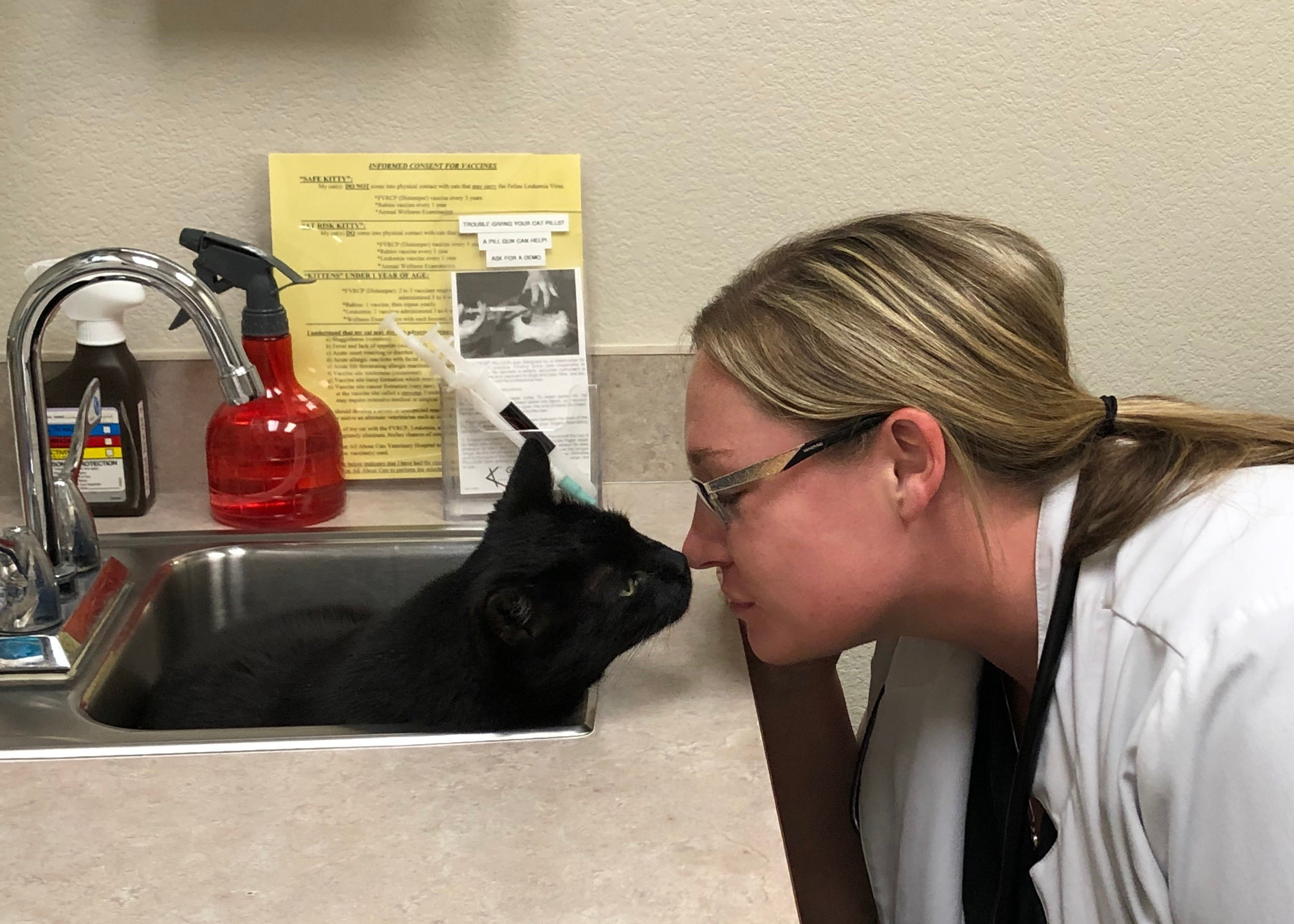 All About Cats Veterinary Hospital Las Vegas, NV