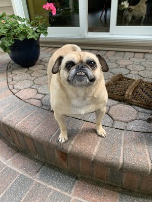 Find Pet Care Information and Veterinarians in North-bellmore, New-york Find Pet Care Information and Veterinarians in North-bellmore, New-york