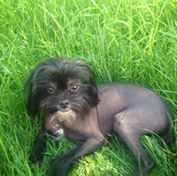 northtowns emergency animal hospital