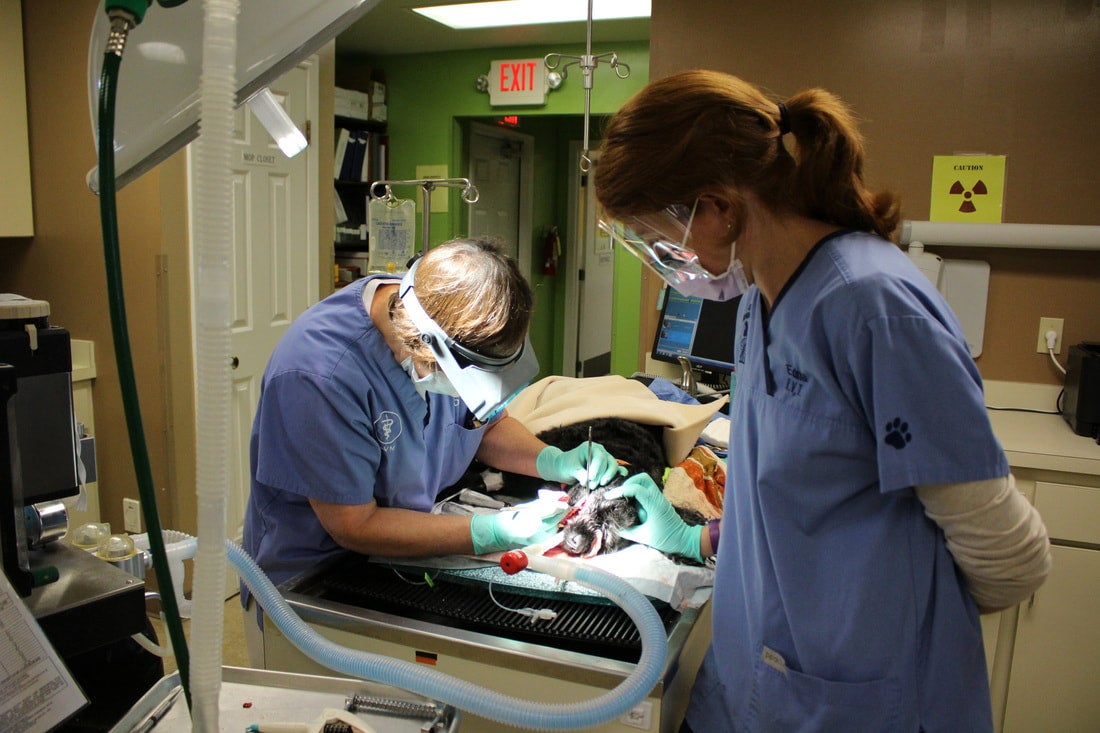 Docton Animal Clinic Xenia, OH