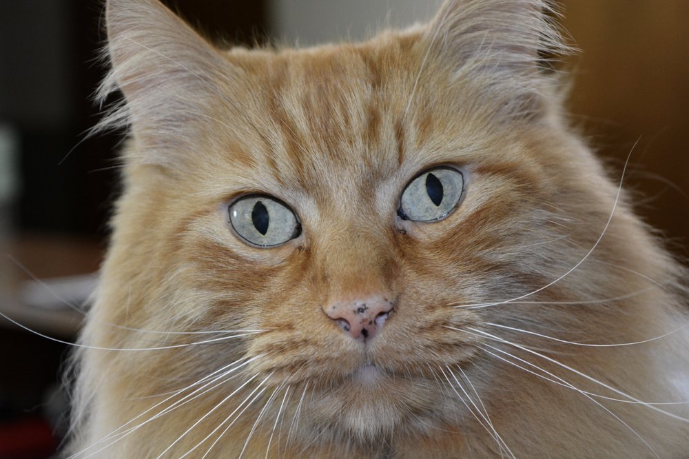 Find Pet Care Information and Veterinarians in Rockwood, Oregon Find Pet Care Information and Veterinarians in Rockwood, Oregon