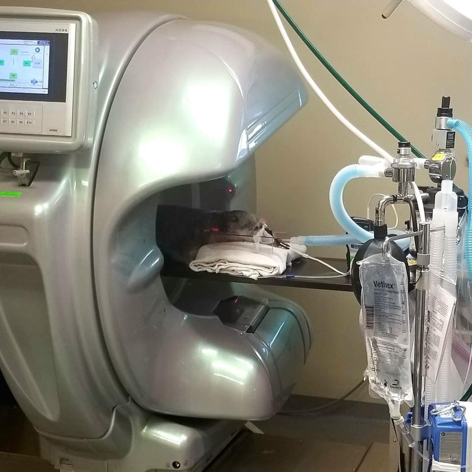 Valley Central Vet Emergency & Referral Center Whitehall, PA