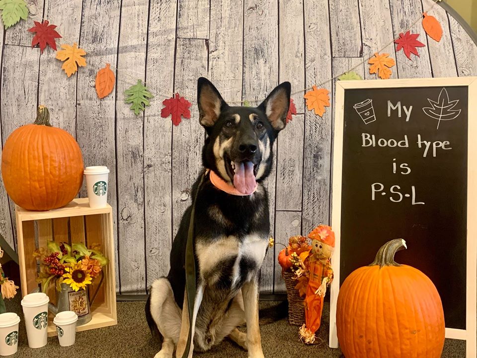 Upstate Veterinary Specialists Greenville, SC