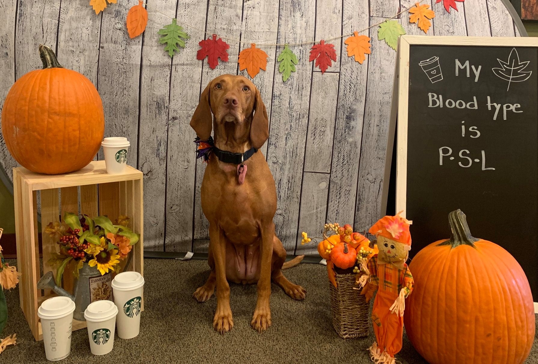 Upstate Veterinary Specialists Greenville, SC