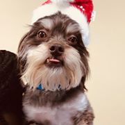 Find Pet Care Information and Veterinarians in Baileys-landing, South-carolina Find Pet Care Information and Veterinarians in Baileys-landing, South-carolina