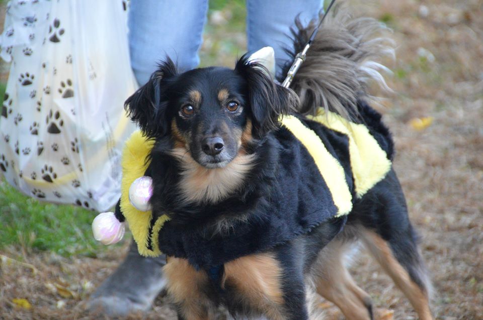 All City Pet Care East Lexi Has Been A Veterinary All