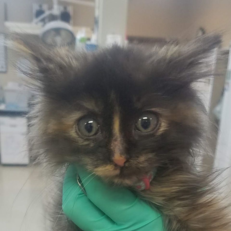 All City Pet Care East Lexi Has Been A Veterinary All
