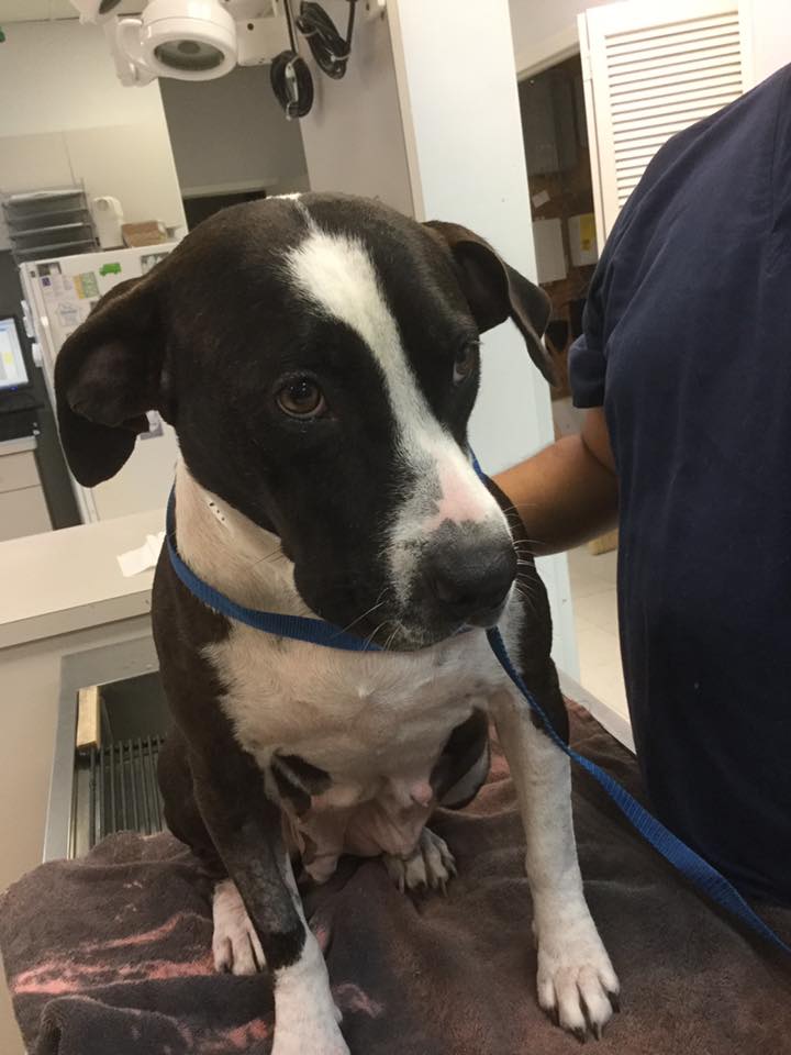Westheimer Animal Clinic Bellaire – Bellaire, TX Westheimer Animal Clinic Bellaire – Bellaire, TX