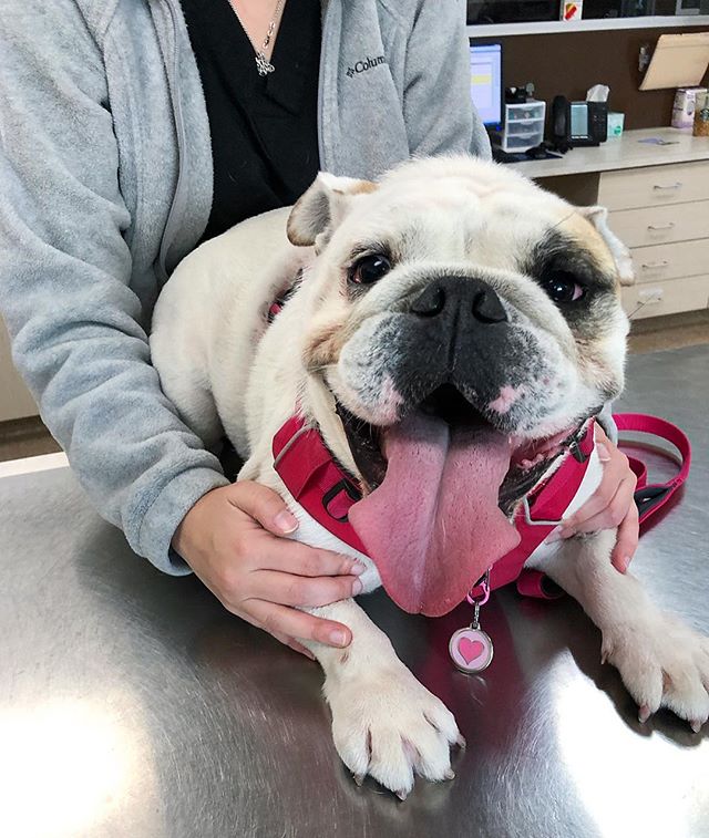 Find Pet Care Information and Veterinarians in Fulshear, Texas Find Pet Care Information and Veterinarians in Fulshear, Texas