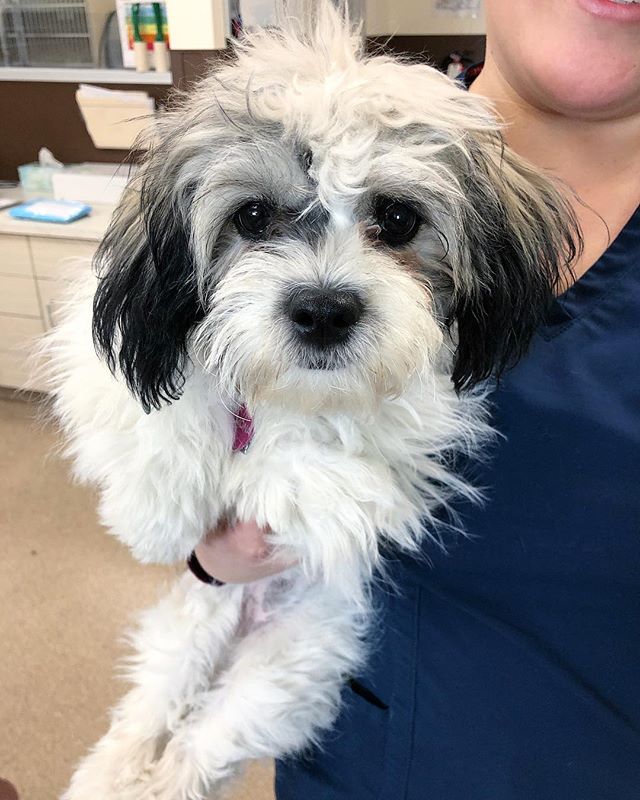 Find Pet Care Information and Veterinarians in Fulshear, Texas Find Pet Care Information and Veterinarians in Fulshear, Texas
