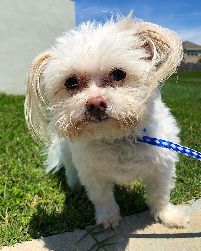 Find Pet Care Information and Veterinarians in Fulshear, Texas Find Pet Care Information and Veterinarians in Fulshear, Texas