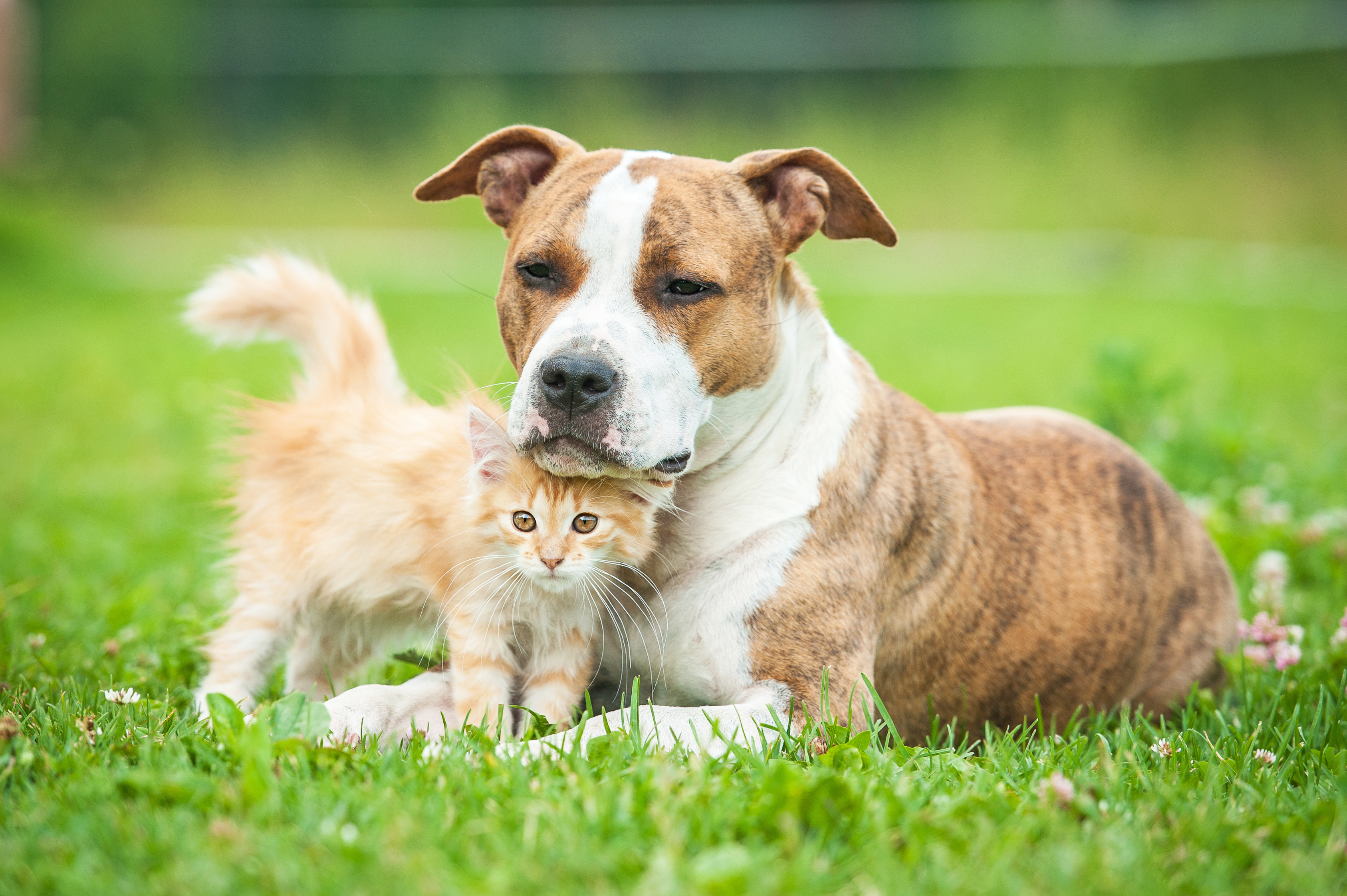 Find Pet Care Information and Veterinarians in Round-rock, Texas
