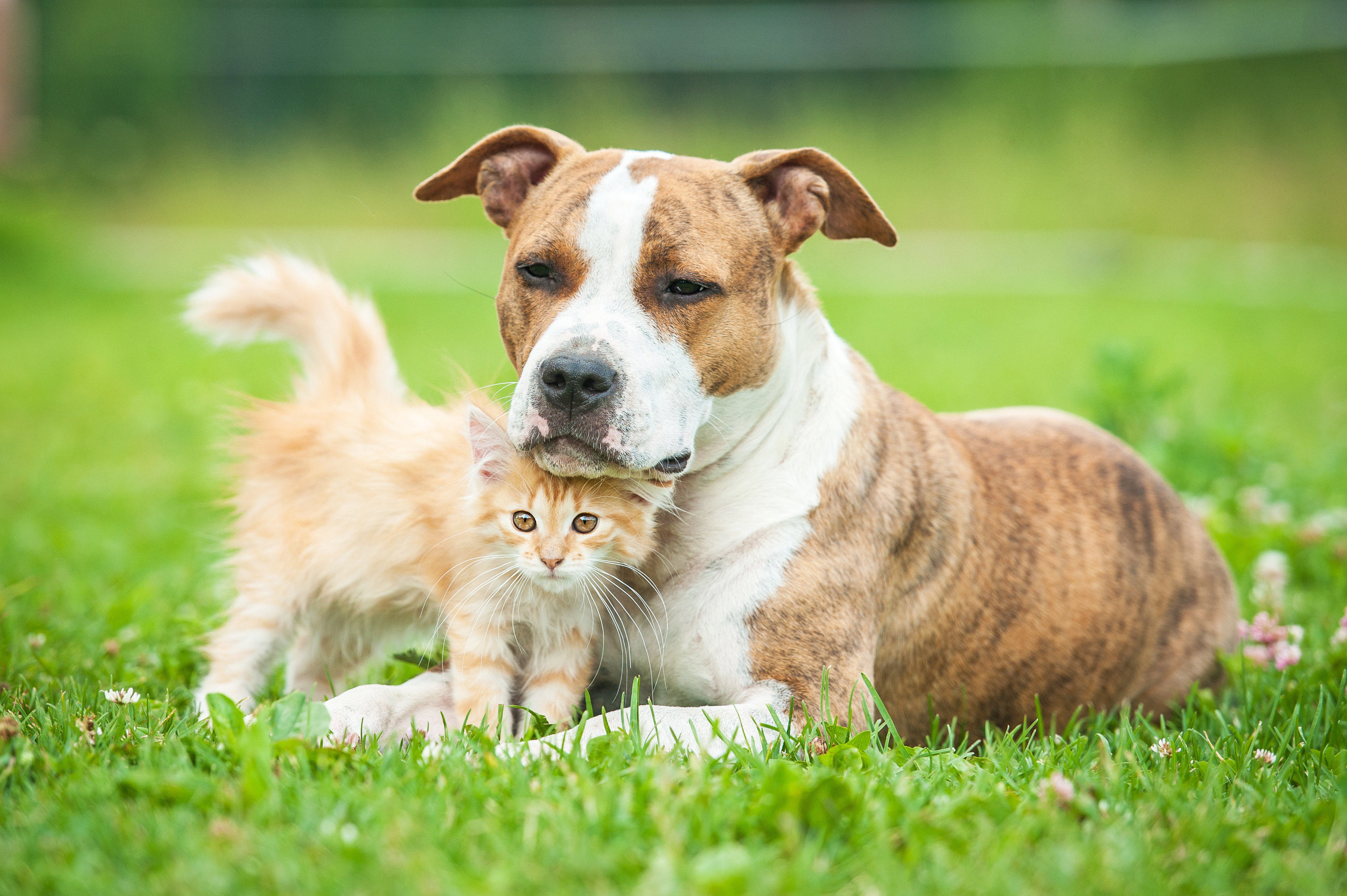 Find Pet Care Information and Veterinarians in Round-rock, Texas Find Pet Care Information and Veterinarians in Round-rock, Texas