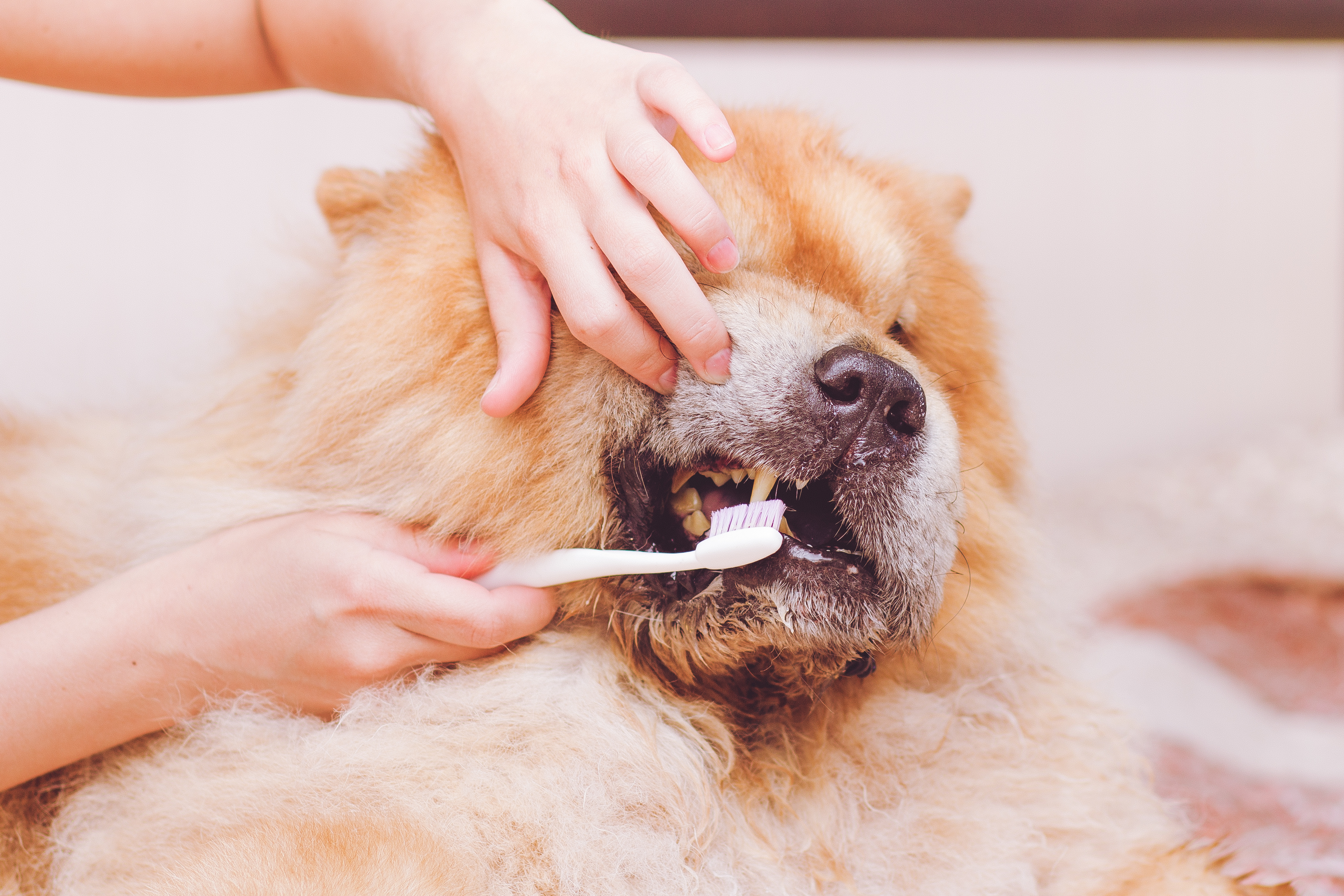 Find Pet Care Information and Veterinarians in Round-rock, Texas Find Pet Care Information and Veterinarians in Round-rock, Texas