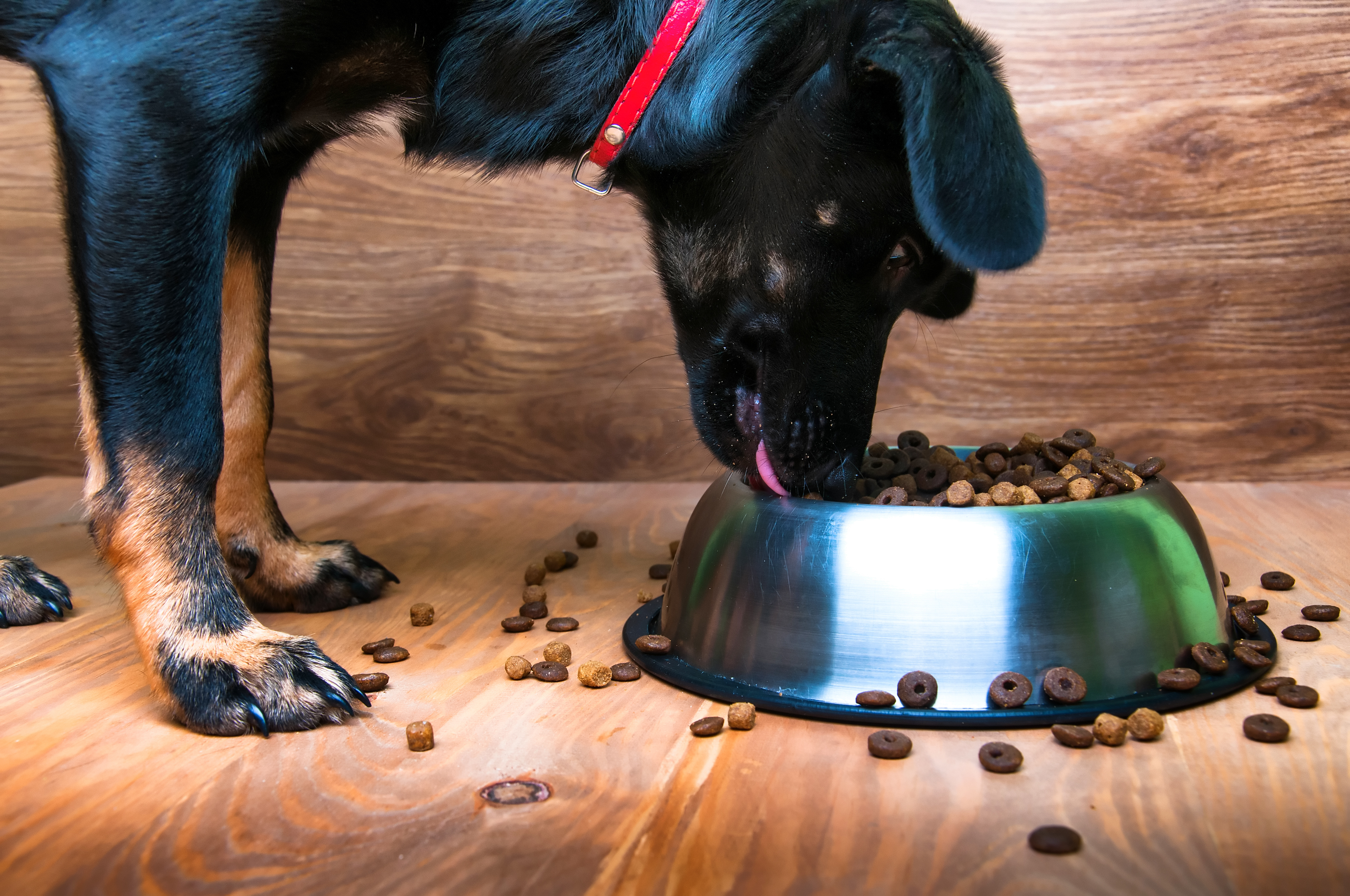 Find Pet Care Information and Veterinarians in Round-rock, Texas Find Pet Care Information and Veterinarians in Round-rock, Texas