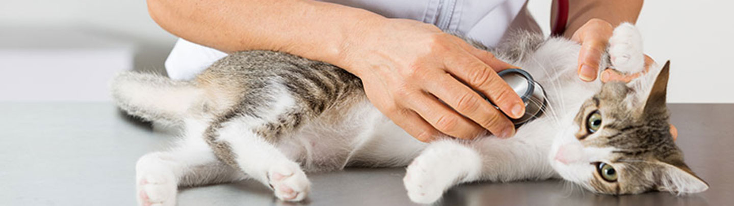 VCA Castle Hills Companion Animal Hospital – San Antonio, TX VCA Castle Hills Companion Animal Hospital – San Antonio, TX