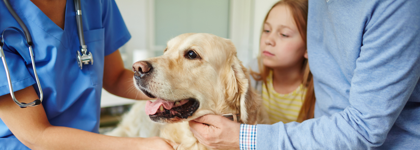 VCA Castle Hills Companion Animal Hospital – San Antonio, TX VCA Castle Hills Companion Animal Hospital – San Antonio, TX