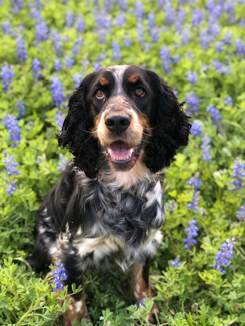 Find Pet Care Information and Veterinarians in Fulshear, Texas Find Pet Care Information and Veterinarians in Fulshear, Texas