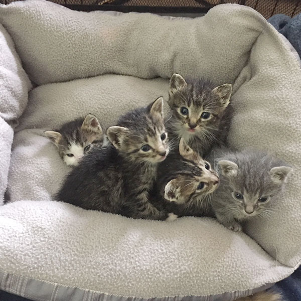 Find Pet Care Information and Veterinarians in Fulshear, Texas Find Pet Care Information and Veterinarians in Fulshear, Texas