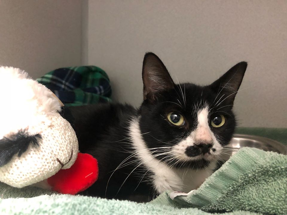 Find Pet Care Information and Veterinarians in Trophy-club, Texas Find Pet Care Information and Veterinarians in Trophy-club, Texas