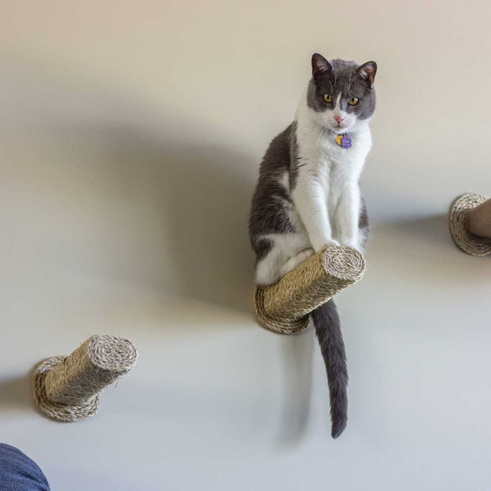 Find Pet Care Information and Veterinarians in Trophy-club, Texas Find Pet Care Information and Veterinarians in Trophy-club, Texas