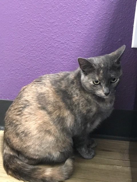 Find Pet Care Information and Veterinarians in Trophy-club, Texas Find Pet Care Information and Veterinarians in Trophy-club, Texas