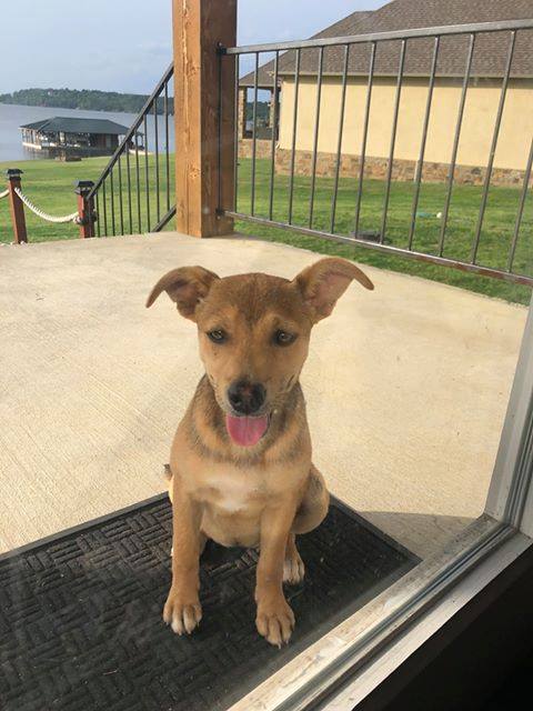Find Pet Care Information and Veterinarians in Gresham, Texas Find Pet Care Information and Veterinarians in Gresham, Texas