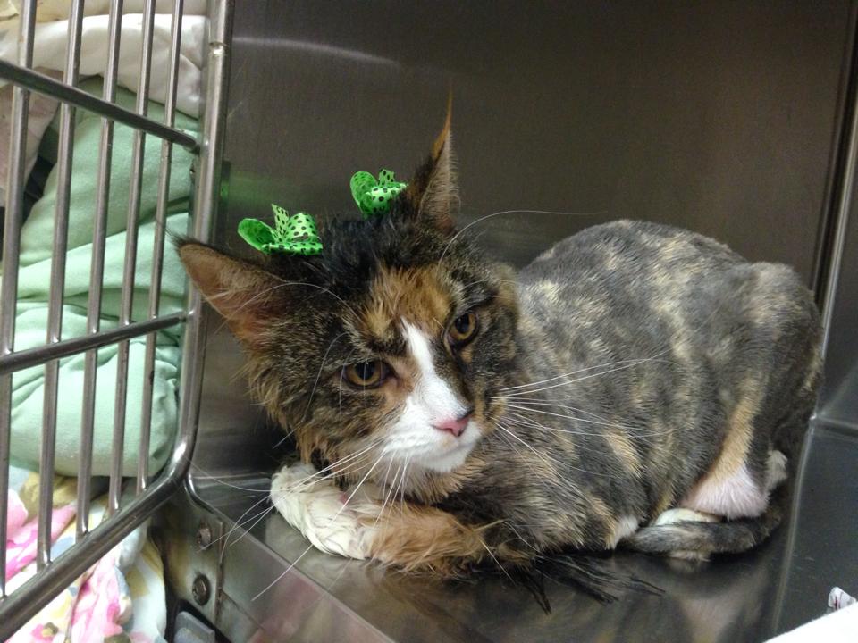 fairfield veterinary clinic