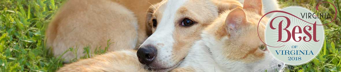 Find Pet Care Information and Veterinarians in Warrenton, Virginia