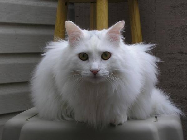 Find Pet Care Information and Veterinarians in Spanaway, Washington Find Pet Care Information and Veterinarians in Spanaway, Washington